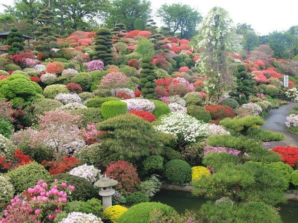 🌸 오칸바라 진달래 정원(오칸바라 츠츠지엔)